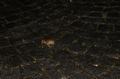 dsc00822.jpg